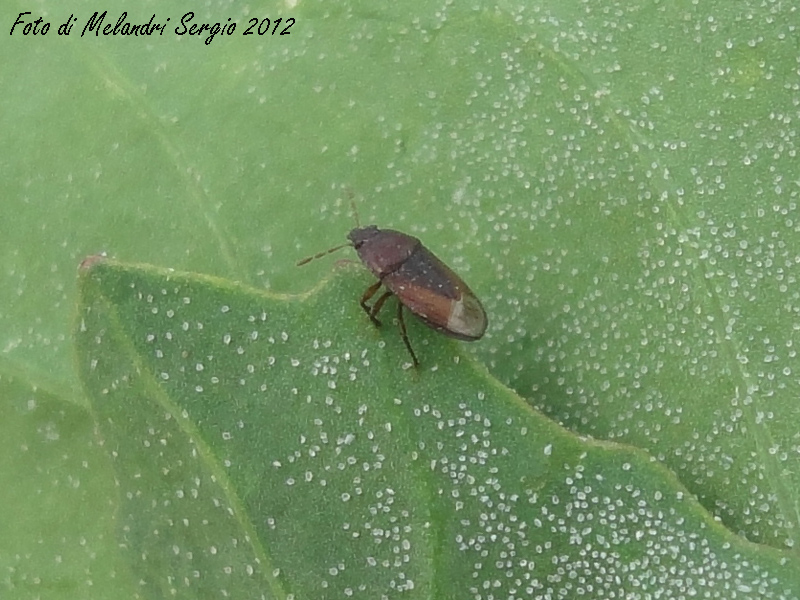 Cydnidae: Ochetostethus sp. della Romagna (RA)
